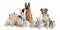 Group of dog : german shepherd, border collie, Par