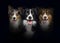 Group of dogs, border collie and Australian Shepherd, panting together on black