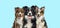 Group of dogs, border collie and Australian Shepherd, panting together on blue