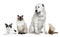 Group of dogs, cat and ferret