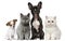 Group of dogs and cats in front of white