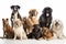 group of dogs with diverse breeds, sizes, and colors looking at the camera