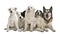 Group of dogs in front of white background