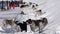 Group of dogs jump, bite, sniff each other before winter sport competition