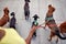 Group of dogs on leash lead by dog walker. Pets, walkers, service