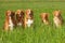 Group of dogs Nova scatia duck tolling retriever