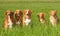 Group of dogs Nova scatia duck tolling retriever