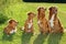 Group of dogs Nova scotia duck tolling retriever