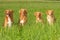 Group of dogs Nova scotia duck tolling retriever