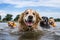 group of dogs playfully swimming together