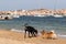 Group of dogs playing on dogs friendly beach near Palau, Sardinia, Italy