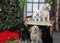 Group of dogs posing for their Christmas portrait