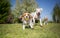 Group of dogs running