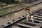 A group of dogs when the scenic train to Ella stops