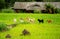 Group of dogs standing still in theâ€‹ greenâ€‹ riceâ€‹ fieldâ€‹s in evening