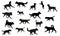 Group of dogs various breed. Black dog silhouette. Running, standing, walking, jumping dogs. Isolated on a white background. Pet