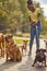 A group of dogs on a walk in the park led by young female dog walker. Pets, walker, service