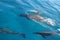 Group of dolphins near Fihalhohi Island in Maldives