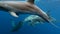 Group of dolphins playing in blue water of Atlantic Ocean Azores islands