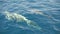 Group of dolphins playing in the blue water in front of boat. Slow motion. Dolphins chase a yacht in Mediterranean sea