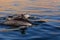 Group of dolphins in sea close to Parakas national reserve, Peru