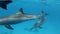 A group of dolphins are slowly approaching and swimming very close. Underwater shot, Ð¡loseup.