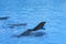 Group of dolphins swim in the blue water. Closeup of dolphin heads. Intelligent mammal in the pool. Bottlenose dolphin