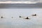 A group of dolphins swimming around in the ocean outside the harbour of Husavik in Iceland during spring.