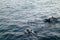 Group of dolphins swimming in the deep blue sea with waves