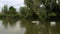 Group of domestic ducks swims in a pond among the picturesque nature