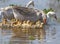 A group of domestic geese with goslings