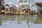 A group of domestic geese with goslings floating