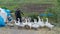 Group of domestic geese wondering with an old man in background