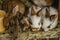 A group of domestic rabbits sitting on straw in a hutch.Little rabbits eating grass.Newborn animals waiting for feeding.Funny