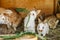 A group of domestic rabbits sitting on straw in a hutch.Little rabbits eating grass.Newborn animals waiting for feeding.Funny