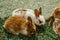 A group of domestic rabbits sitting on straw in a hutch.Little rabbits with mum eating grass.Newborn animals and parents.Funny