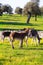 Group of donkeys at countryside