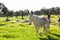 Group of donkeys at countryside