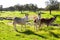 Group of donkeys at the field