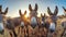 A group of donkeys gathered together in a field, standing and observing their surroundings