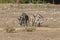 Group of donkeys grazing in the countryside