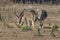 Group of donkeys grazing in the countryside