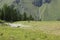 Group of donkeys on mountain grazing land in a sunny day