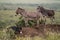 A group of donkeys; one lying down and two standing on a mound of dirt