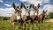 A group of donkeys are standing in a field