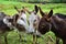 A group of donkeys sticking their heads together