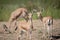 Group of dorcas gazelle on alert