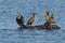 Group of Double Crested Cormorant\'s