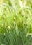 Group double tulips with buds on the grass background