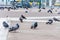 Group of doves birds sitting on the pavement walkway in Athens